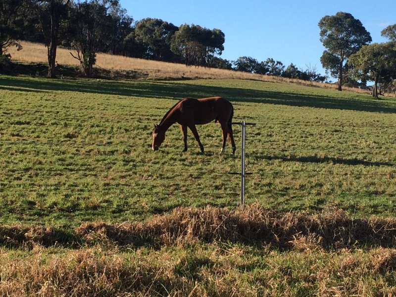 Land for Sale in NSW Pg. 55