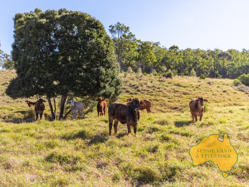 275 Nantglyn Road, Mundubbera, Qld 4626 Livestock for Sale