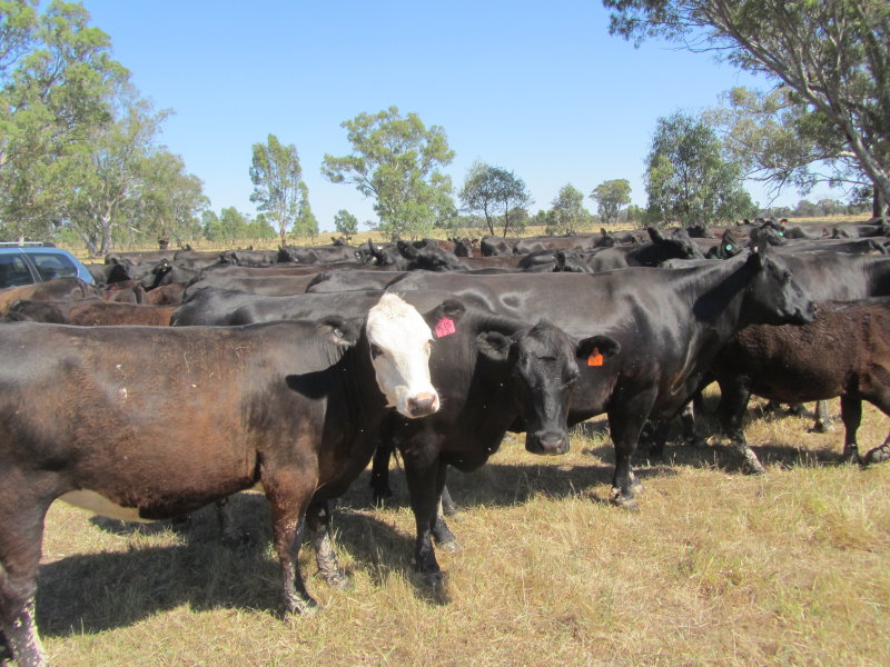 2, Burness Rd Tarnook, Benalla, Vic 3672 Property Details