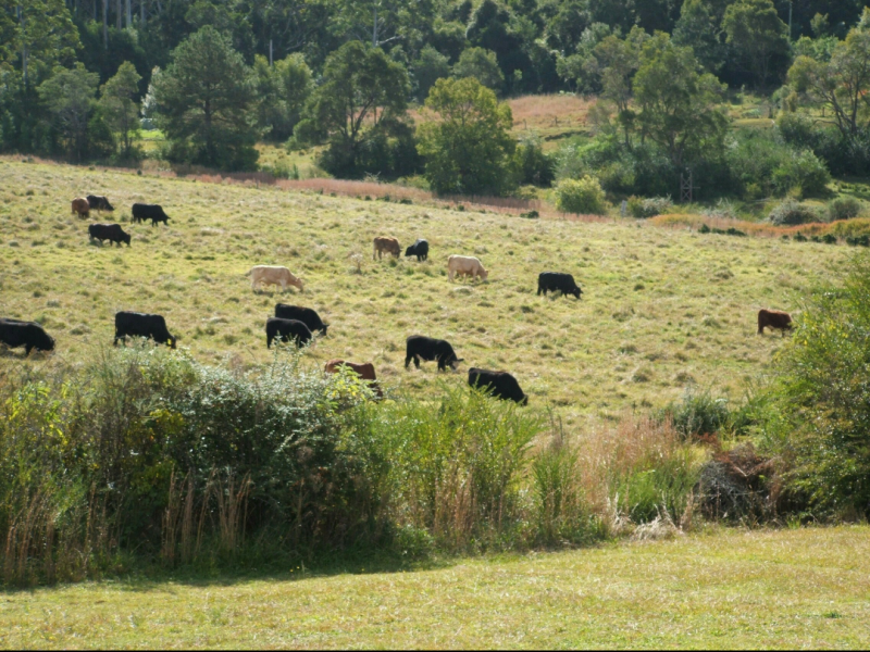 Real Estate for Sale in Nana Glen, NSW 2450 Pg. 4