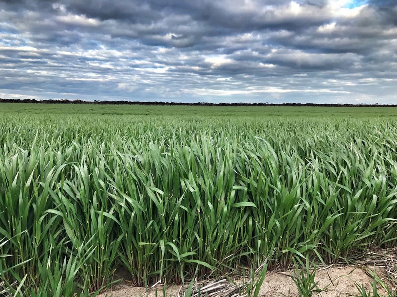 Rural properties for Sale in WA