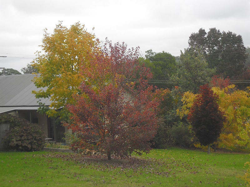 7 Jilwain Avenue, Cabbage Tree Creek, VIC 3889