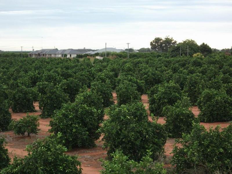 . Farm 1590, Hanwood, NSW 2680 Property Details