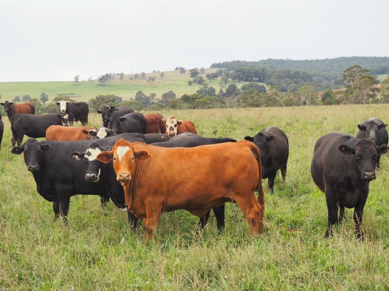 621 Upper Yarrowitch River Road, Yarrowitch, NSW 2354