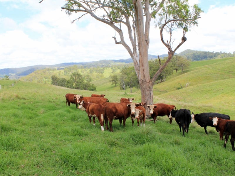 28 Eden Creek Road, Eden Creek, NSW 2474