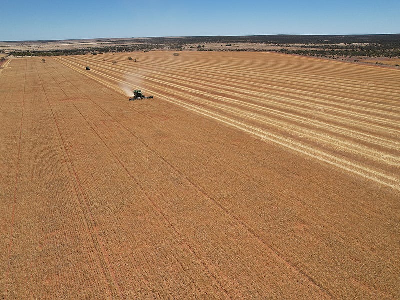 Daisy Downs, 1730 Nuberro Road, Mullewa, WA 6630 Cropping for Sale