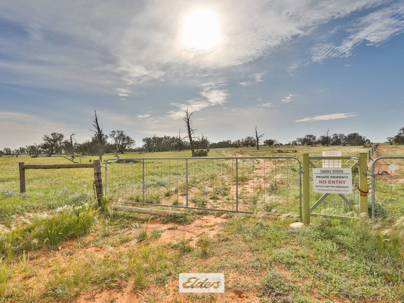 Renmark Road, Wentworth, NSW 2648 Livestock for Sale