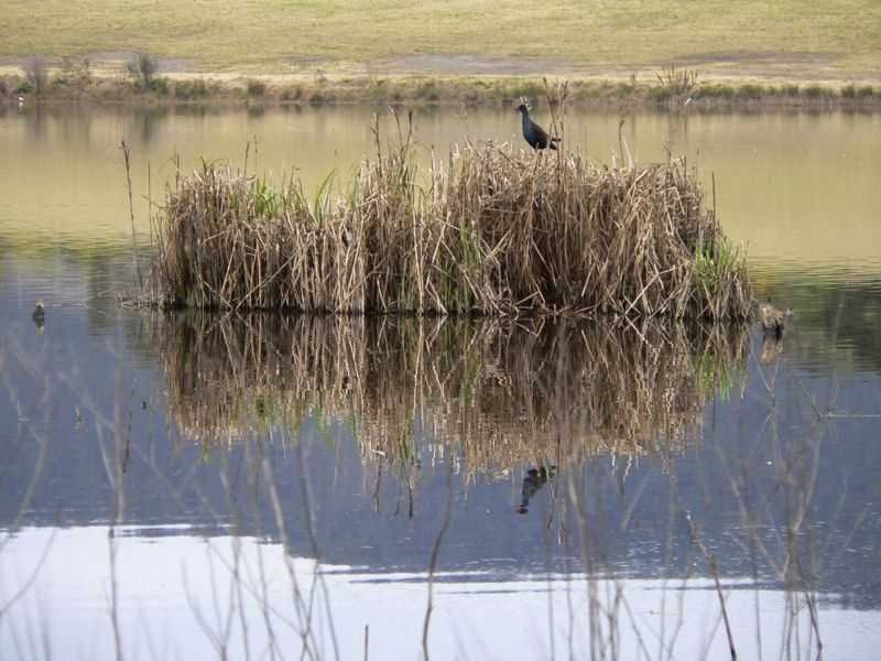 PL1 Sanctuary Lagoon, Congewai Road, Ellalong, NSW 2325 Property Details