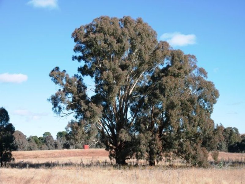 Lot 272 Gunning Road, Gunning, NSW 2581 Property Details