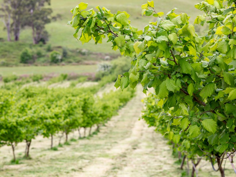 43 Turkey Farm Road, Glengarry, Tas 7275 Property Details