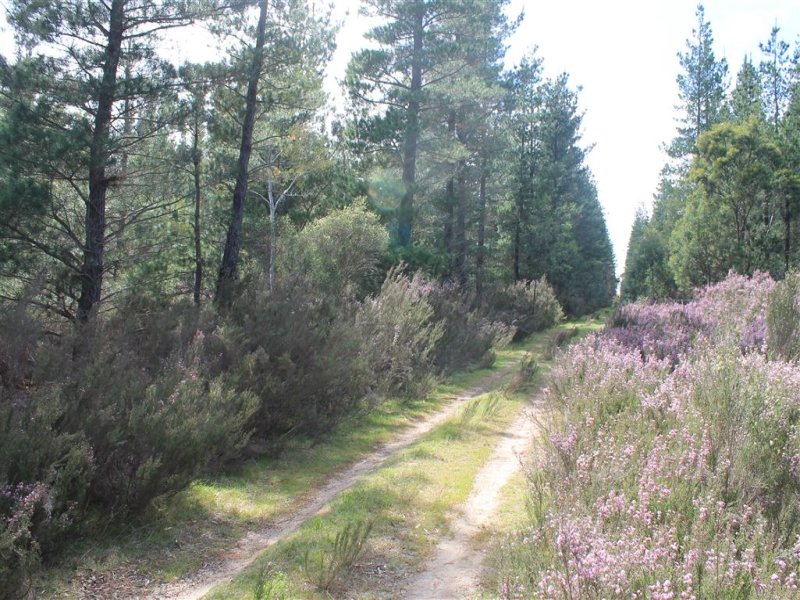 Lot 4 Tally Ho Road, Braidwood, NSW 2622 Property Details