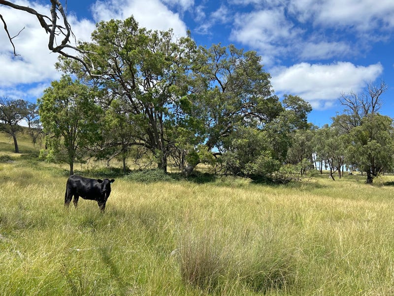 13081 Guyra Road, Inverell, NSW 2360 Livestock for Sale realestate