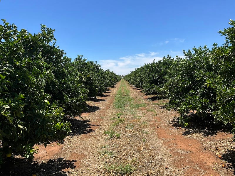 1058 Kidman Way, Hanwood, NSW 2680 Other for Sale