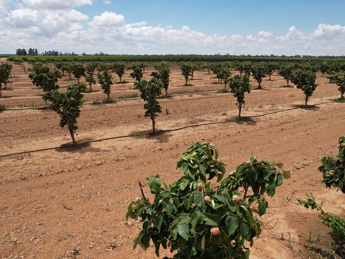 78 Clements Road, Cobdogla, SA 5346 Other for Sale