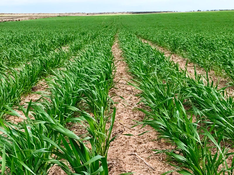 Section 9 Hundred of Boonerdo, Lock, SA 5633 Property Details