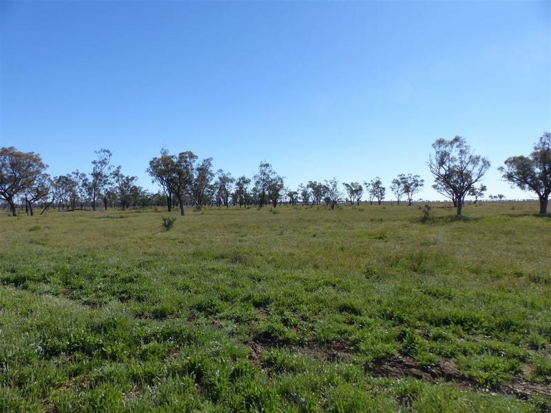 . 'Victo', Cunnamulla, Qld 4490 Livestock for Sale