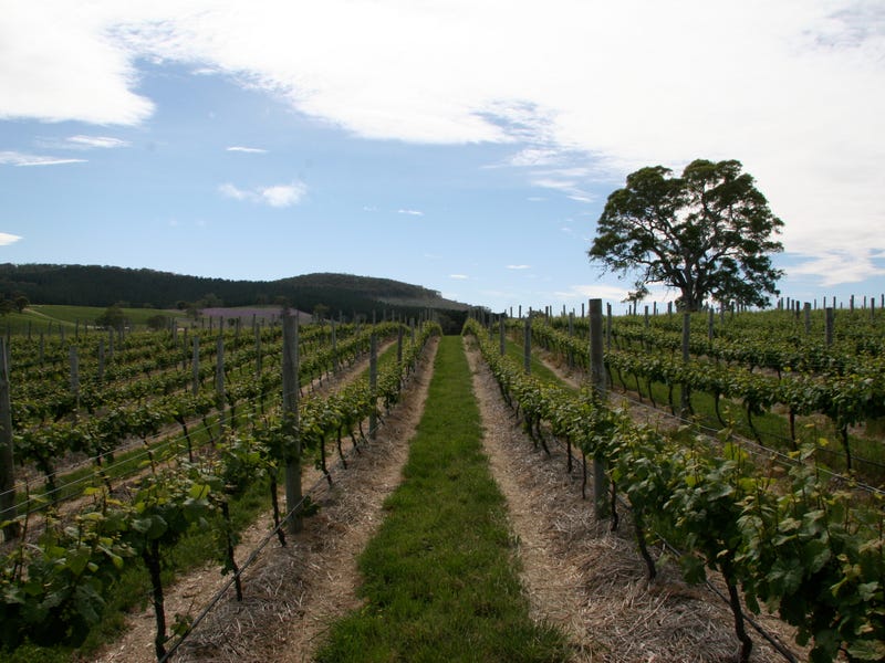 Domain Day Vineyard, Lot 349 Springton Road, Williamstown, SA 5351 Viticulture/vineyard for