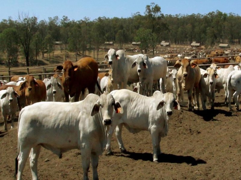 Lot 1 & 61 KJAL Feedlot, Wondai, Qld 4606 - Property Details