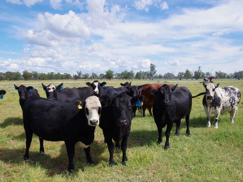 Rural properties for Sale in Wee Waa, NSW 2388