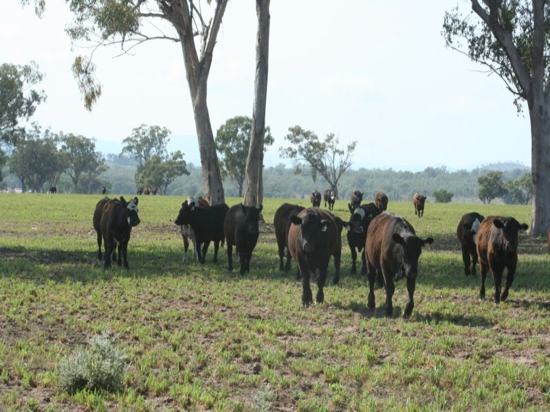 Property 7225380, Bonshaw, NSW 2361 Property Details