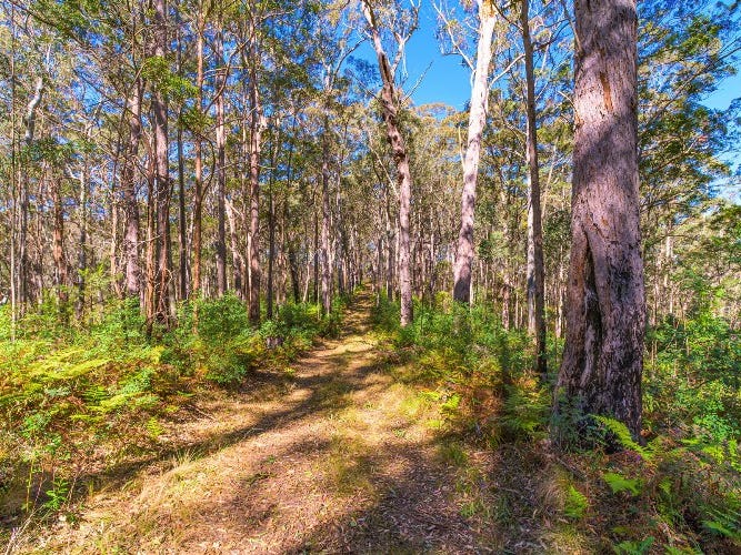 534 Cangai Road, Jackadgery, NSW 2460 Lifestyle for Sale realestate