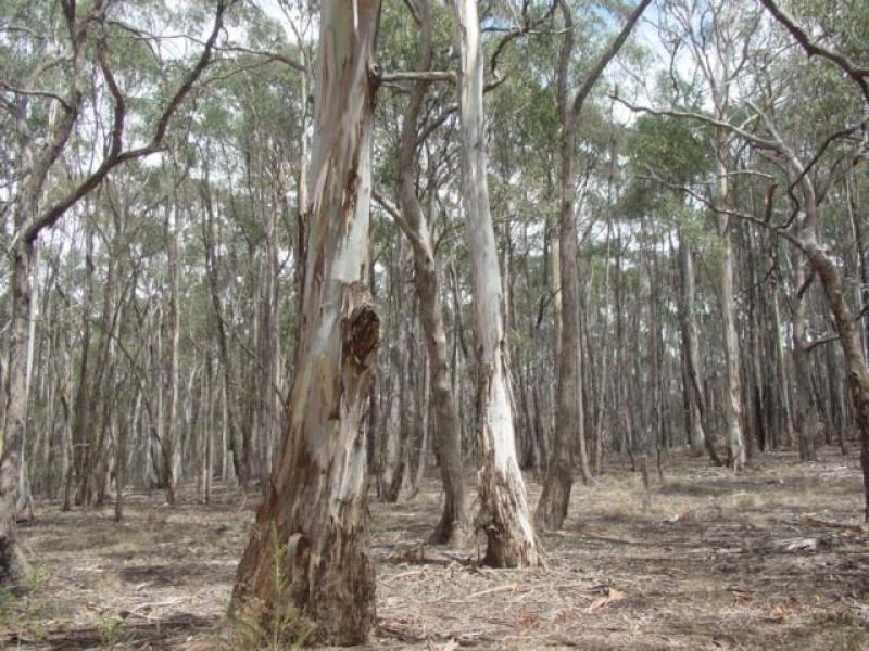 64 Woolnoughs Road, Porcupine Ridge, VIC 3461