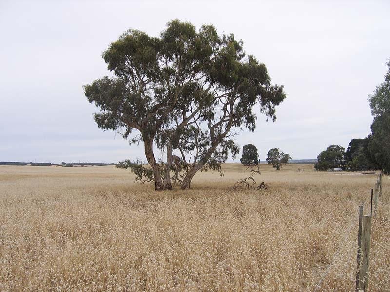 Sc 82 & 35 Hd of Beeamma (Keppoch), Padthaway, SA 5271 Property Details