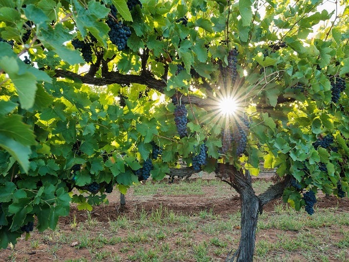 35 Manning Road, Barmera, SA 5345 Property Details