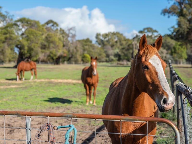 History of Dragstra Stables