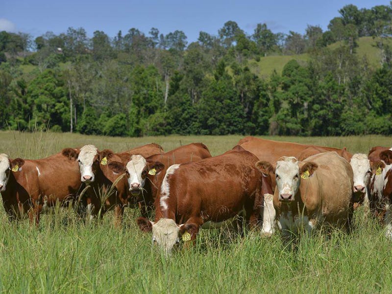 12843 Summerland Way, Cedar Point, NSW 2474