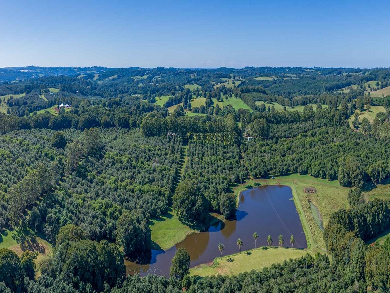 177 Humpty Back Road, Mcleans Ridges, NSW 2480