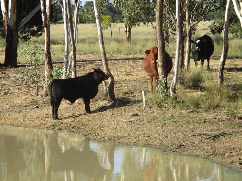 200 ACRES RURAL LIFESTYLE PROPERTY, Dalby, Qld 4405 Property Details