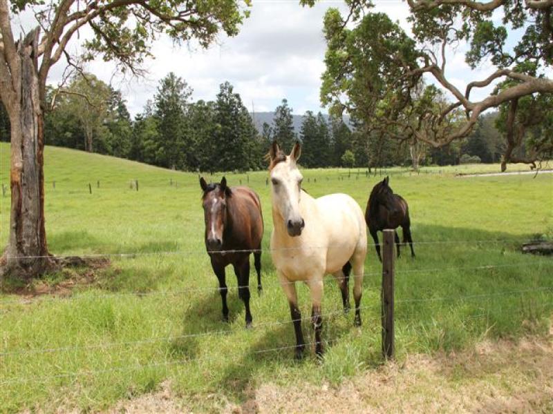 2298 Nerang Murwillumbah Road, Numinbah Valley, QLD 4211 realestate