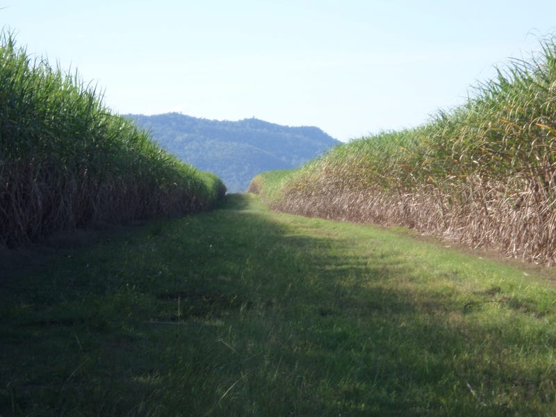 Hoares Road, Mirani, Qld 4754 Cropping for Sale