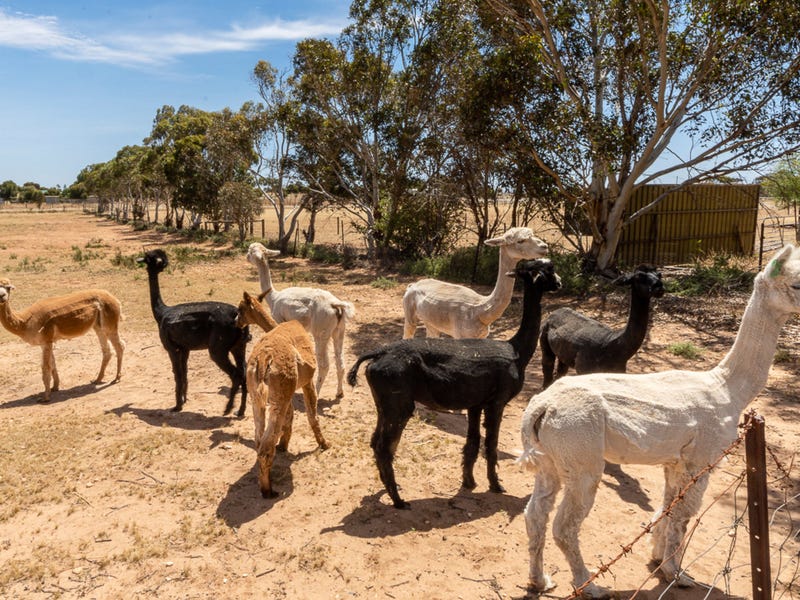 80 Martin Road, Murray Bridge South, SA 5253
