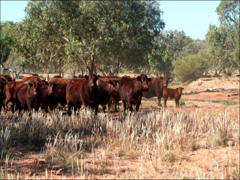 Frome Downs 170km North of Yunta, Adelaide, SA 5000 Property Details