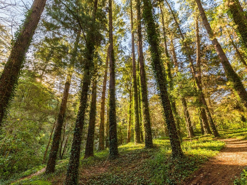 8 Kemp Road, Aldgate, SA 5154