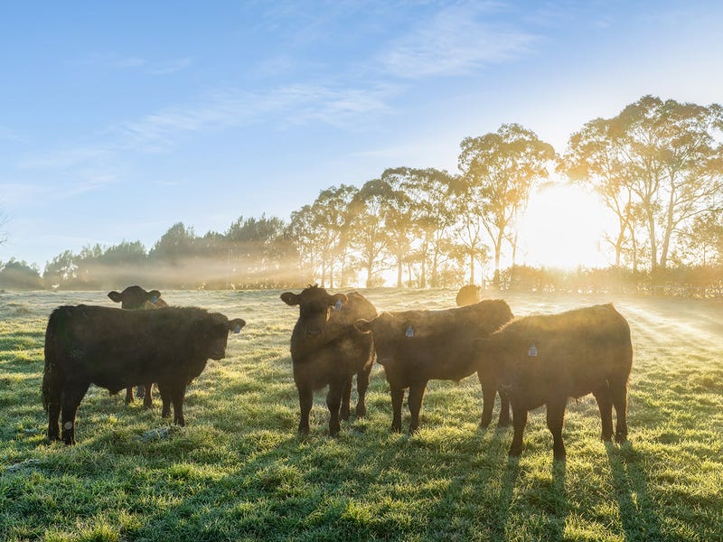 Real Estate & Property for Sale in Deloraine, TAS 7304 (+2 locations