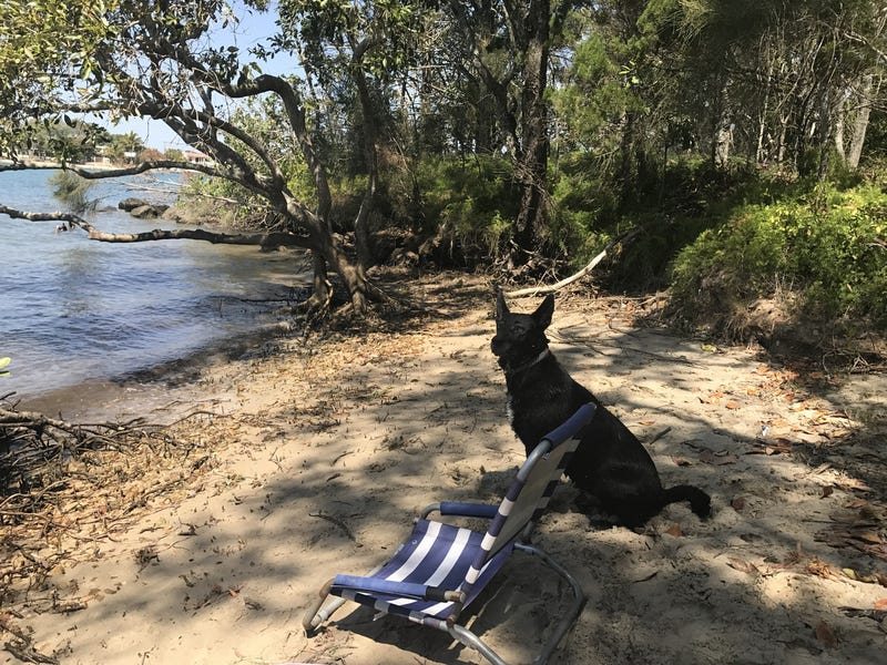 can you take dogs to burleigh beach