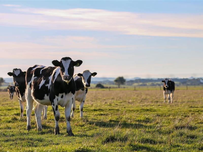 0 BuffaloTullaree Road, Buffalo, Vic 3958 Property Details