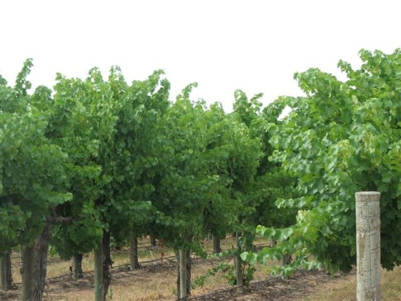 Lot 9 Mackey Road, Loxton, SA 5333 Property Details