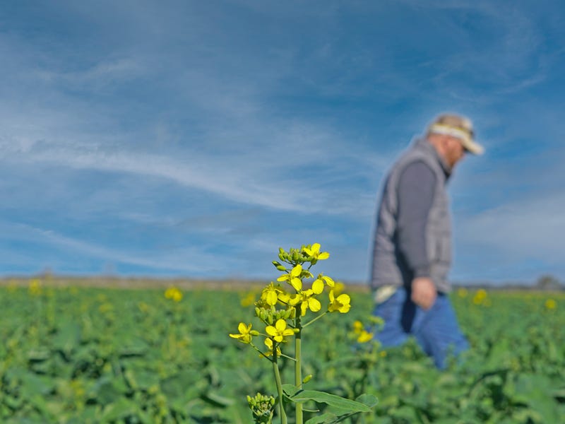 'Williams Crossing' 139 Harris Lane, Quandialla, NSW 2721 Cropping