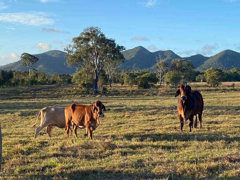 11, Williams Road, Bungundarra, Qld 4703 Property Details