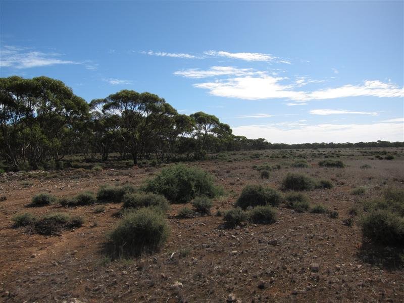 Lot 267 Linkes Woolshed Rd, Steinfeld, SA 5356 - Property Details