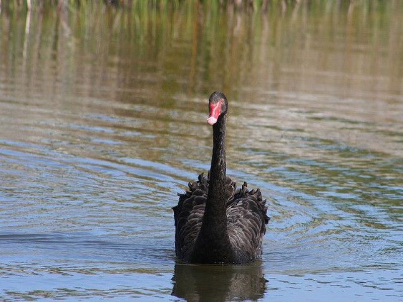 98 Beachview Parade, Lot 2217 Sanctuary Lakes, Point Cook Sold by Harcourts Melbourne City - image 4